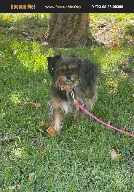 ADOPT 23082300300 ~ Yorkie Rescue ~ Tustin, CA