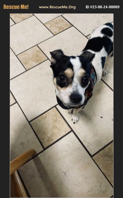 ADOPT 23082400089 ~ Chihuahua Rescue ~ Rustburg, VA