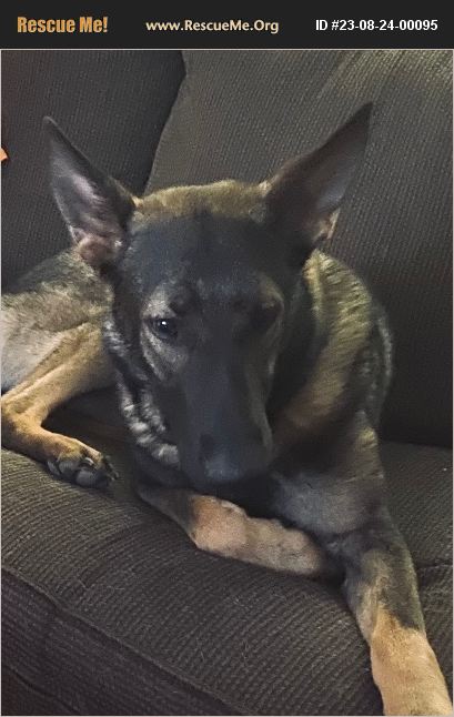 ADOPT 23082400095 ~ Belgian Malinois Rescue ~ Rustburg, VA