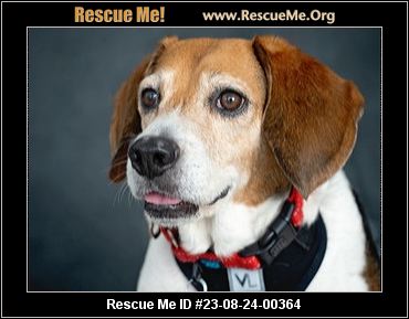 - South Carolina Dog Rescue - ADOPTIONS - Rescue Me!