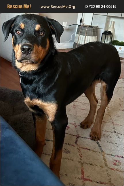 Wichita Rescue ADOPT 23082400515 ~ Rottweiler Rescue ~ Wichita, KS
