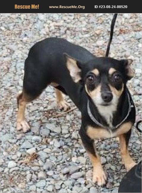 ADOPT 23082400520 ~ Miniature Pinscher Rescue ~ Thompson Falls, MT