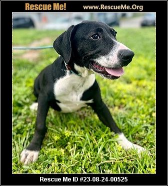 - Florida Lab Rescue - ADOPTIONS - Rescue Me!