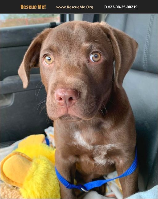 ADOPT 23082500219 ~ Lab Rescue ~ Mesa, AZ