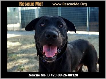 Lab Mix Rescue - Texas Lab Rescue - ADOPTIONS - Rescue Me!