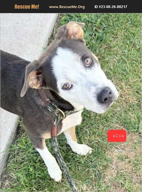 ADOPT 23082600217 ~ Lab Rescue ~ Seattle, WA