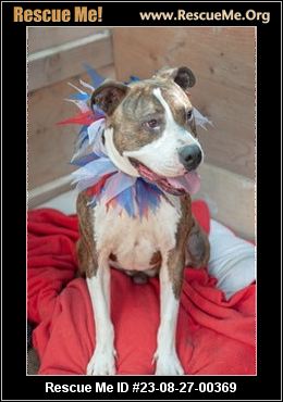 - California Pit Bull Rescue - ADOPTIONS - Rescue Me!