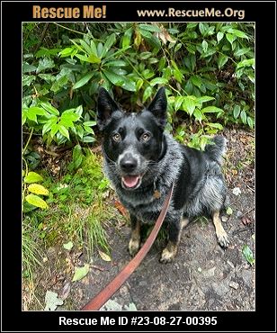 - North Carolina Australian Shepherd Rescue - ADOPTIONS - Rescue Me!