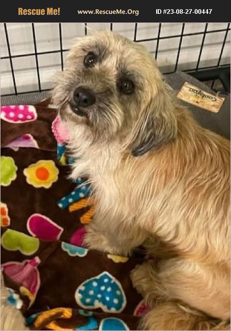 ADOPT 23082700447 ~ Shih Tzu Rescue ~ Enid, OK