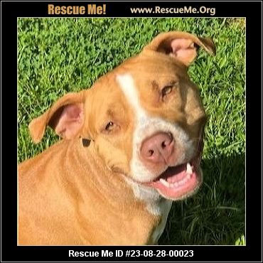 - Massachusetts Pit Bull Rescue - ADOPTIONS - Rescue Me!