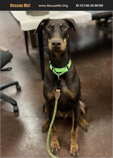 ADOPT 23082800168 ~ Doberman Pinscher Rescue ~ Casa Grande, AZ