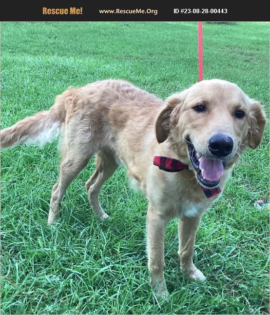 ADOPT 23082800443 ~ Golden Retriever Rescue ~ Jesup, GA