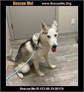 - Florida Siberian Husky Rescue - ADOPTIONS - Rescue Me!