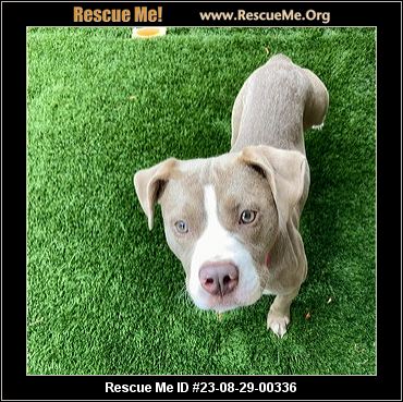 Missouri Rescue - Missouri Dog Rescue - ADOPTIONS - Rescue Me!
