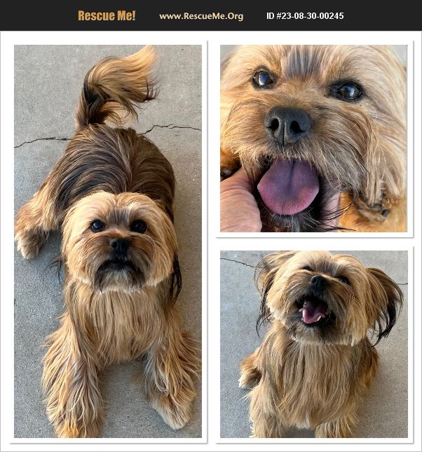 ADOPT 23083000245 ~ Yorkie Rescue ~ HESPERIA, CA