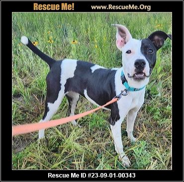 - Wisconsin Dog Rescue - ADOPTIONS - Rescue Me!