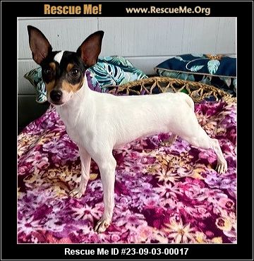 - Florida Fox Terrier Rescue - ADOPTIONS - Rescue Me!