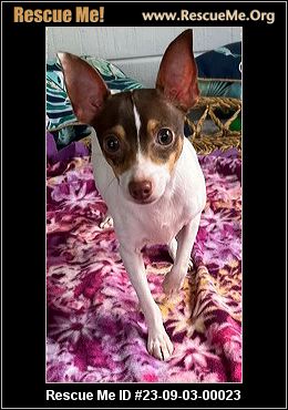 - Florida Fox Terrier Rescue - ADOPTIONS - Rescue Me!