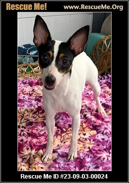 - Florida Fox Terrier Rescue - ADOPTIONS - Rescue Me!