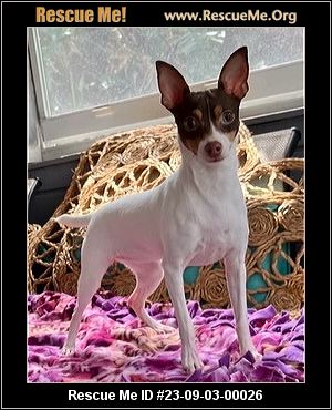 - Florida Fox Terrier Rescue - ADOPTIONS - Rescue Me!