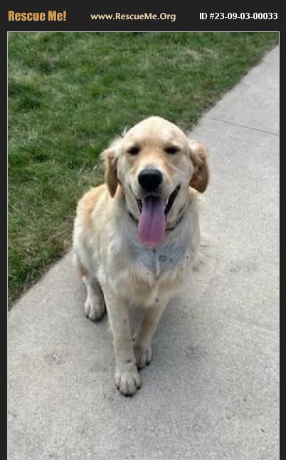 ADOPT 23090300033 ~ Golden Retriever Rescue ~ Badger , IA