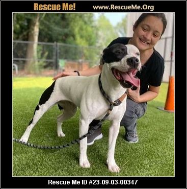 - Vermont Dog Rescue - ADOPTIONS - Rescue Me!