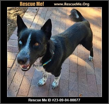 - New Mexico Dog Rescue - ADOPTIONS - Rescue Me!