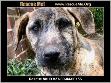 - Connecticut Dog Rescue - ADOPTIONS - Rescue Me!