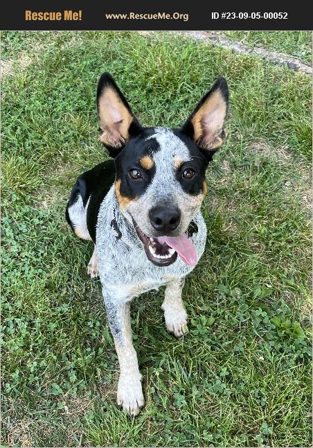 ADOPT 23090500052 ~ Australian Cattle Dog Rescue ~ Springfield, MO