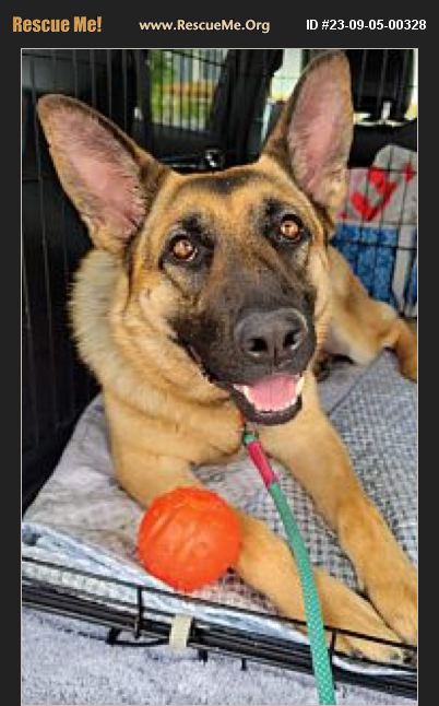 ADOPT 23090500328 ~ German Shepherd Rescue ~ Portland, OR