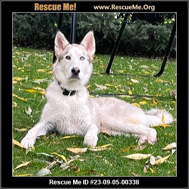 - Idaho Dog Rescue - ADOPTIONS - Rescue Me!
