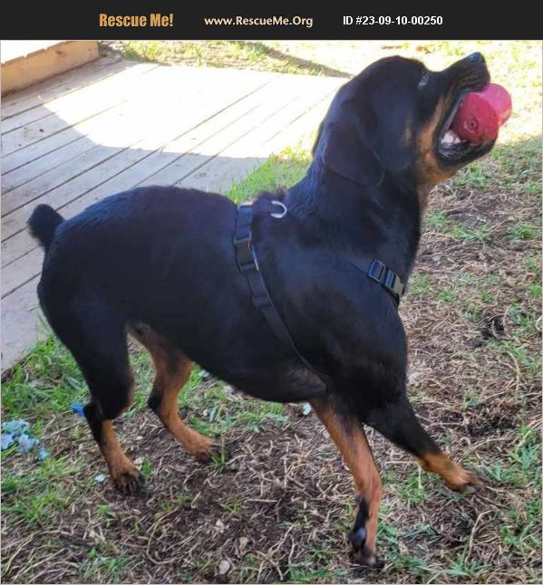 ADOPT 23091000250 ~ Rottweiler Rescue ~ San Antonio, TX