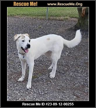 - Ohio Saint Bernard Rescue - ADOPTIONS - Rescue Me!