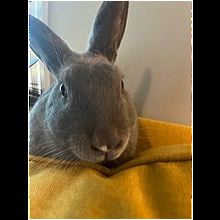 Rabbit for adoption - Serama , a Bunny Rabbit in Jersey City, NJ