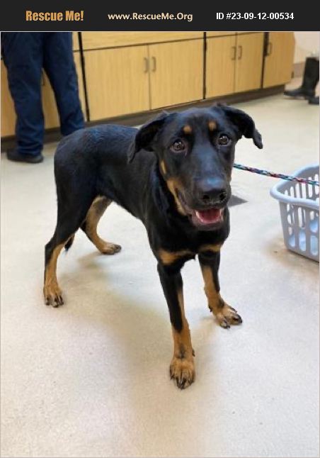 ADOPT 23091200534 ~ Doberman Pinscher Rescue ~ Ellenwood, GA