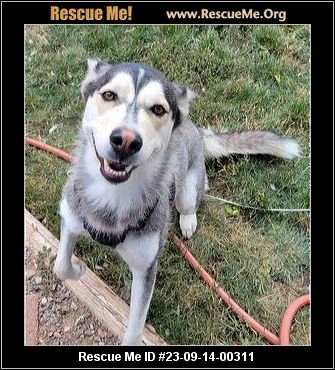 - Colorado Siberian Husky Rescue - ADOPTIONS - Rescue Me!