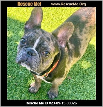 - California French Bulldog Rescue - ADOPTIONS - Rescue Me!