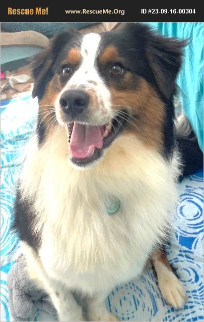 ADOPT 23091600304 ~ Australian Shepherd Rescue ~ Santa Barbara, CA