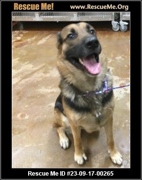 - California German Shepherd Rescue - ADOPTIONS - Rescue Me!