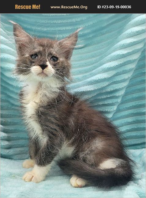 ADOPT 23091900036 ~ Maine Coon Rescue ~ Griffin, GA