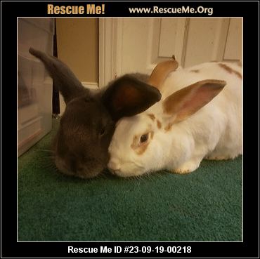 - Massachusetts Rabbit Rescue - ADOPTIONS - Rescue Me!
