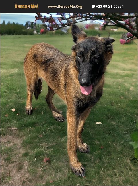 ADOPT 23092100554 ~ Belgian Malinois Rescue ~ Pittsburg, PA