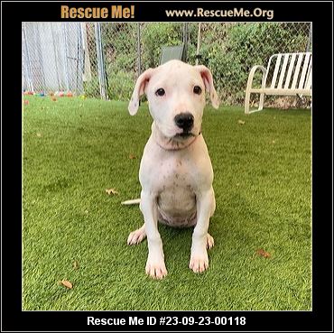 Missouri Rescue - Missouri Dog Rescue - ADOPTIONS - Rescue Me!