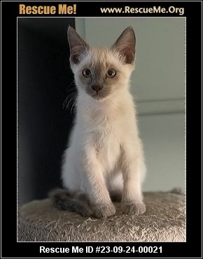 - California Siamese Rescue - ADOPTIONS - Rescue Me!