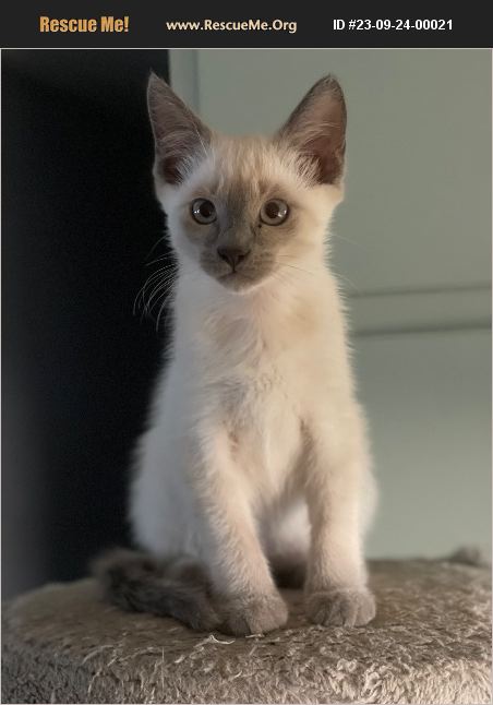 ADOPT 23092400021 ~ Siamese Rescue ~ Redding, CA