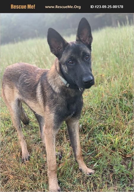 ADOPT 23092500178 ~ Belgian Malinois Rescue ~ Hampshire, TN