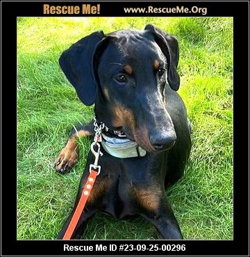 - Massachusetts Dog Rescue - ADOPTIONS - Rescue Me!