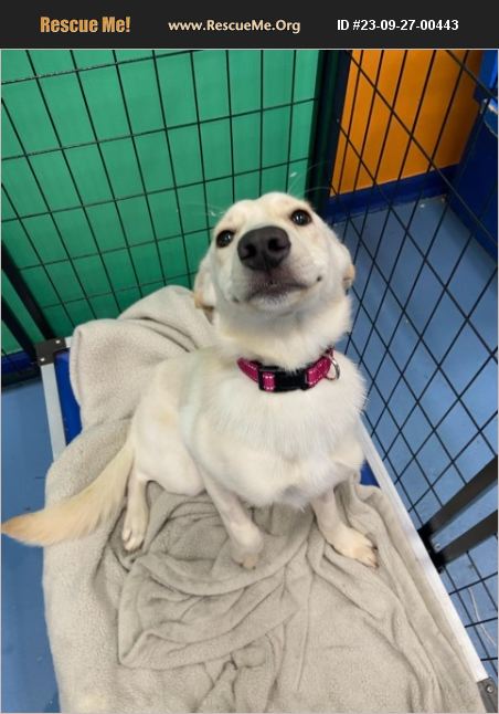 ADOPT 23092700443 ~ Lab Rescue ~ Chicago, IL