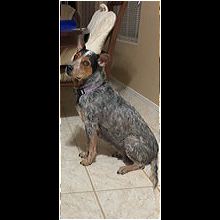 Dog for adoption - Wheatley , a Pit Bull Terrier & Australian Cattle Dog /  Blue Heeler Mix in Louisville, KY