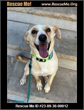 - Connecticut Dog Rescue - ADOPTIONS - Rescue Me!
